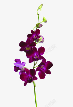 石斛兰紫色鲜花石斛花高清图片