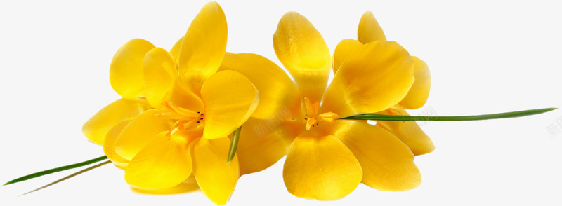 黄色花朵png免抠素材_新图网 https://ixintu.com 植物 玫瑰 花朵 花朵png免费下载 鲜艳花朵 鲜花 黄色花朵