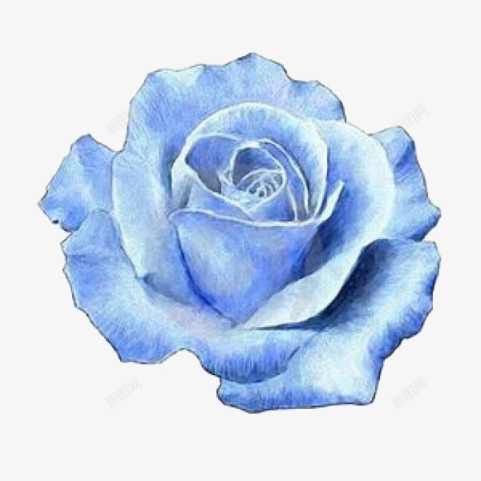 蓝色的玫瑰花png免抠素材_新图网 https://ixintu.com PNG素材 玫瑰花 花朵 蓝色