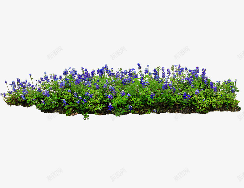 紫花psd免抠素材_新图网 https://ixintu.com 紫色小花 紫花朵 花丛 花圃