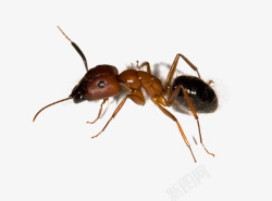 单个蚂蚁图片小动物高清图片
