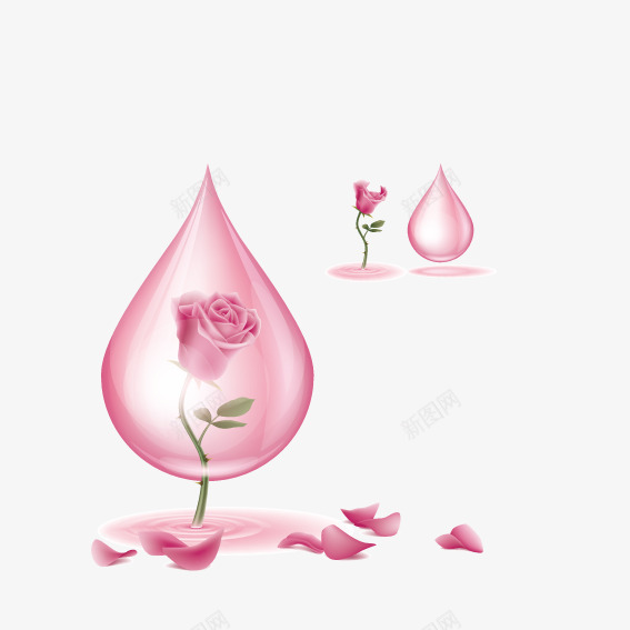 在粉色水滴中的玫瑰花png免抠素材_新图网 https://ixintu.com 水滴 玫瑰花 粉色 花朵