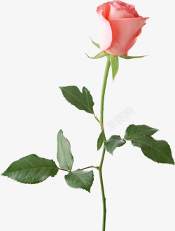 花枝浪漫粉色玫瑰花装饰图案高清图片