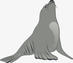 灰色海狮灰色的海狮高清图片