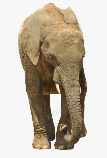 大象细节图png免抠素材_新图网 https://ixintu.com 一只 动物 大象 巨型 细节图