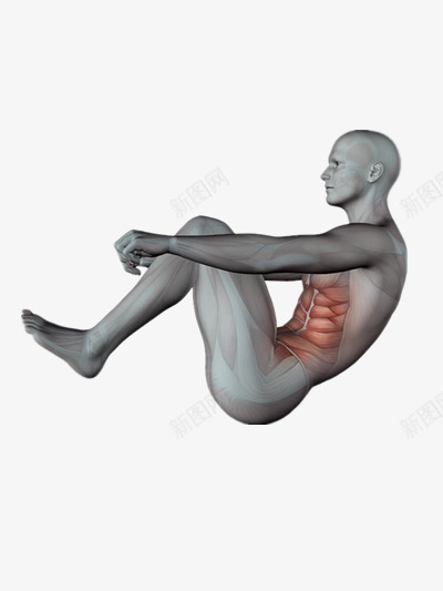 人体肌肉图png免抠素材_新图网 https://ixintu.com 人体3D 人体解剖 肌肉分布 运动