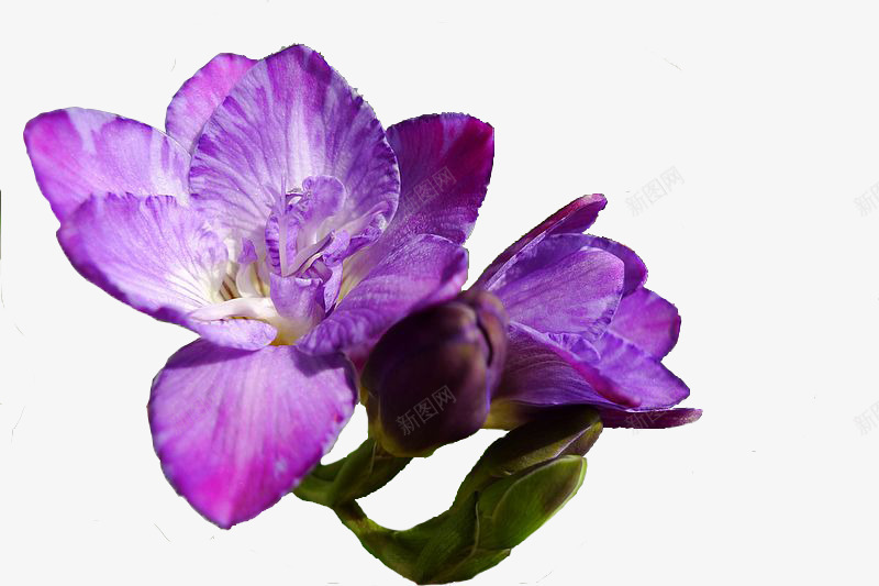 小苍兰png免抠素材_新图网 https://ixintu.com 小苍兰 开放 紫色 花卉 鲜花