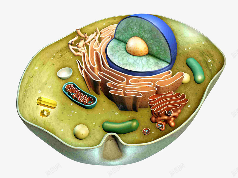 卡通生物细胞png免抠素材_新图网 https://ixintu.com 3D细胞模型 生物 生物学 立体细胞 细胞 细胞模型