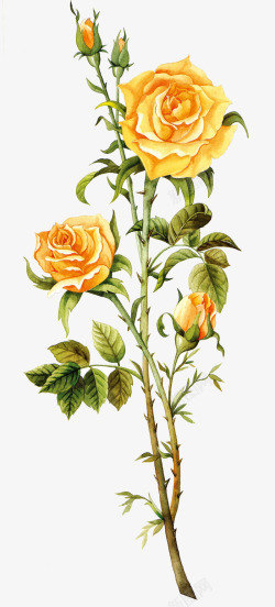 玫瑰花花蕾手绘玫瑰高清图片