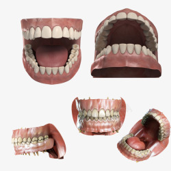 3D护齿牙医用3d假牙模型高清图片