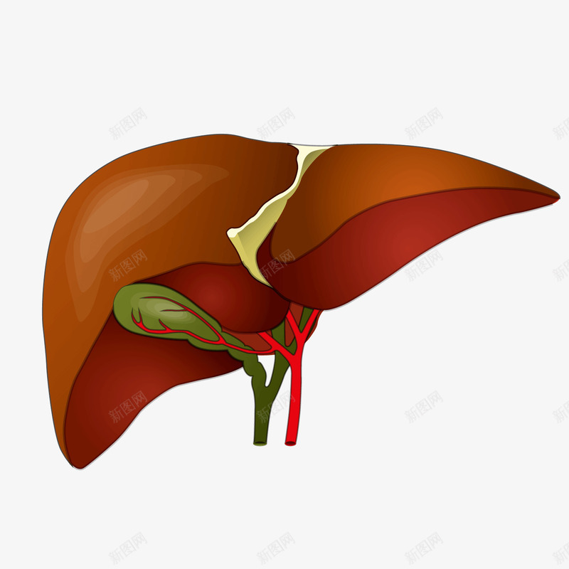 灰色肝脏png免抠素材_新图网 https://ixintu.com 健康 灰色 素材 肝脏