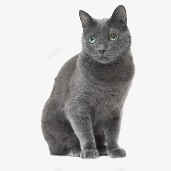 美短猫咪png免抠素材_新图网 https://ixintu.com 可爱猫咪 宠物猫 灰色猫咪 绿色眼睛