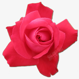 玫瑰樱桃肖像png免抠素材_新图网 https://ixintu.com birthday cerise flower love rose valentine 情人节 樱桃色 爱 玫瑰 生日 花