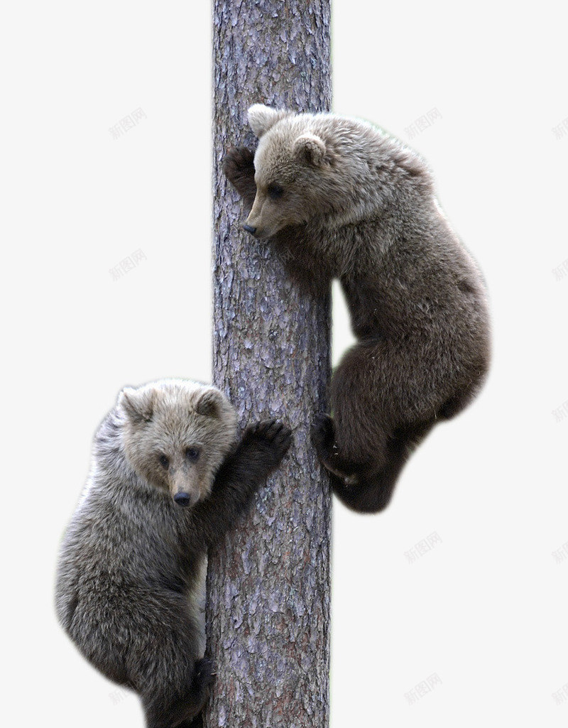 上树的灰熊png免抠素材_新图网 https://ixintu.com 两只 傻傻呆呆的熊 呆呆的表情 小熊 灰熊免扣 灰色的熊 爬树 爬树的灰熊PNG 爬树的熊 玩耍