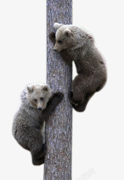 灰色的熊上树的灰熊高清图片