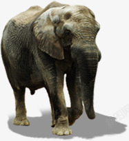 大象动物海报素材