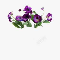 紫色三色形紫色三色堇高清图片