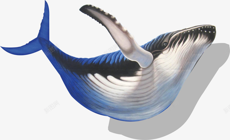 海豚图案png免抠素材_新图网 https://ixintu.com 海豚 海豚图案 鲨鱼 鲸鱼