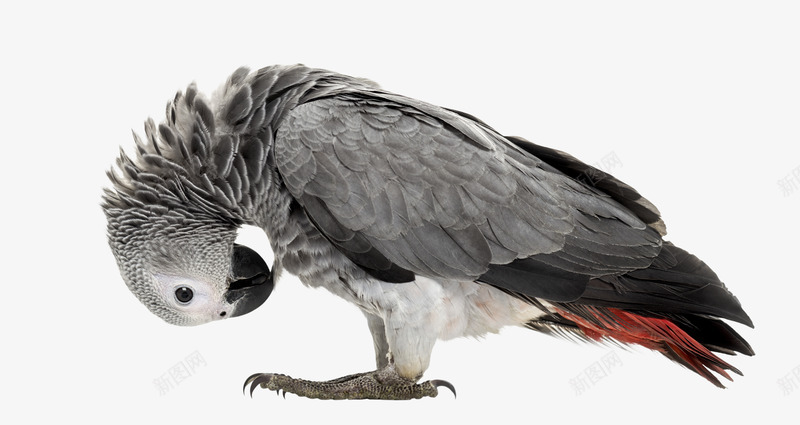灰色的鹦鹉png免抠素材_新图网 https://ixintu.com png素材 灰色的鸟 鸟 鹦鹉