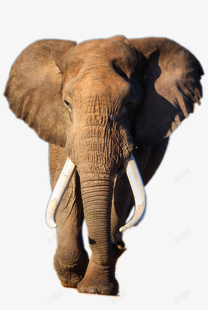 正在行走的大象png免抠素材_新图网 https://ixintu.com 动物 动物世界 大象 大象摄影 野生动物