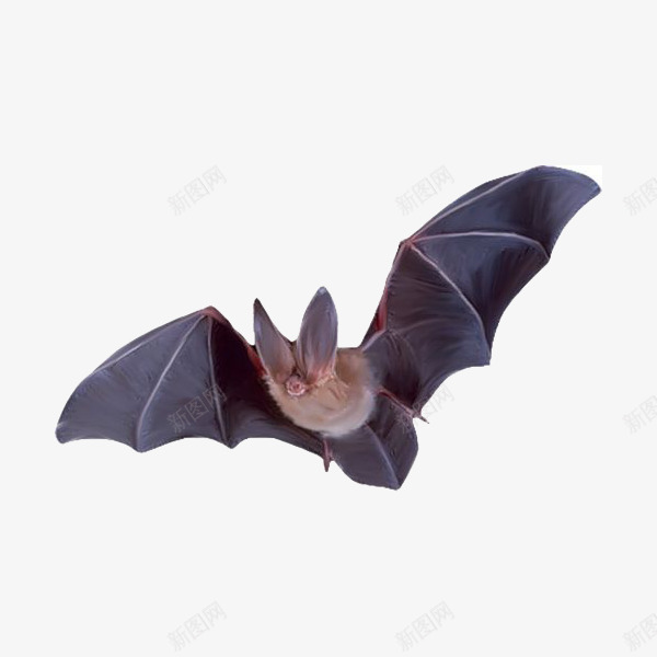 飞行的蝙蝠png免抠素材_新图网 https://ixintu.com 大气 有特色 生动 简约 精致 蝙蝠 造型独特 飞行