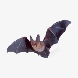 造型生动飞行的蝙蝠高清图片