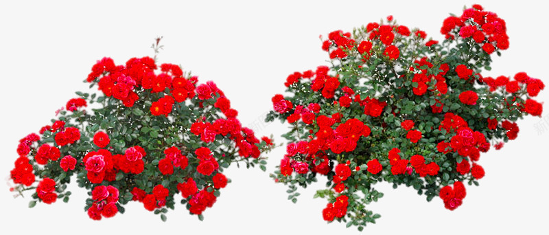 红色玫瑰花丛png免抠素材_新图网 https://ixintu.com png图片素材 免费png元素 植物 花卉 花朵 装饰素材 高清免费png素材