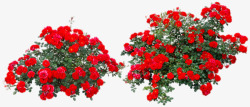红色玫瑰花丛素材
