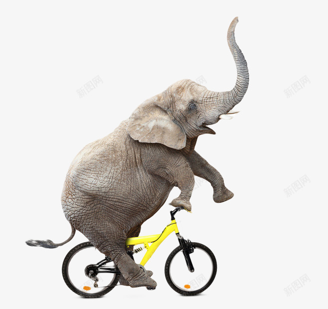骑自行车的大象png免抠素材_新图网 https://ixintu.com 三重礼 卡通 灰色 装饰