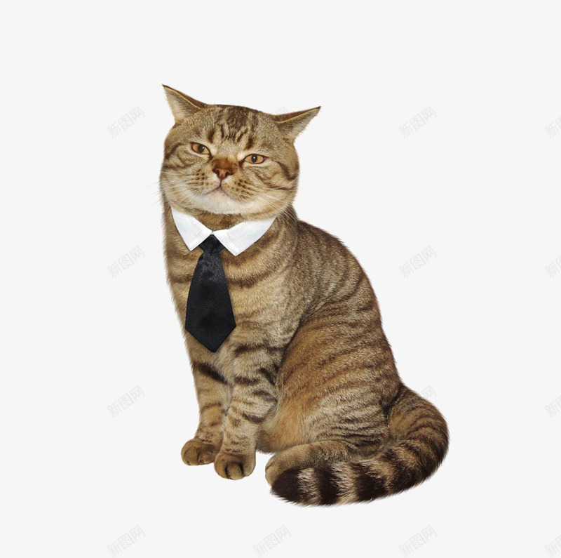 打领带的猫png免抠素材_新图网 https://ixintu.com 灰色 猫咪 领带 黑白
