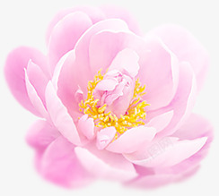 浪漫粉色玫瑰花装饰素材