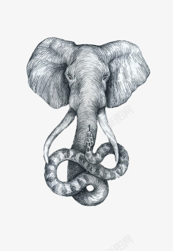 象头蛇鼻素材