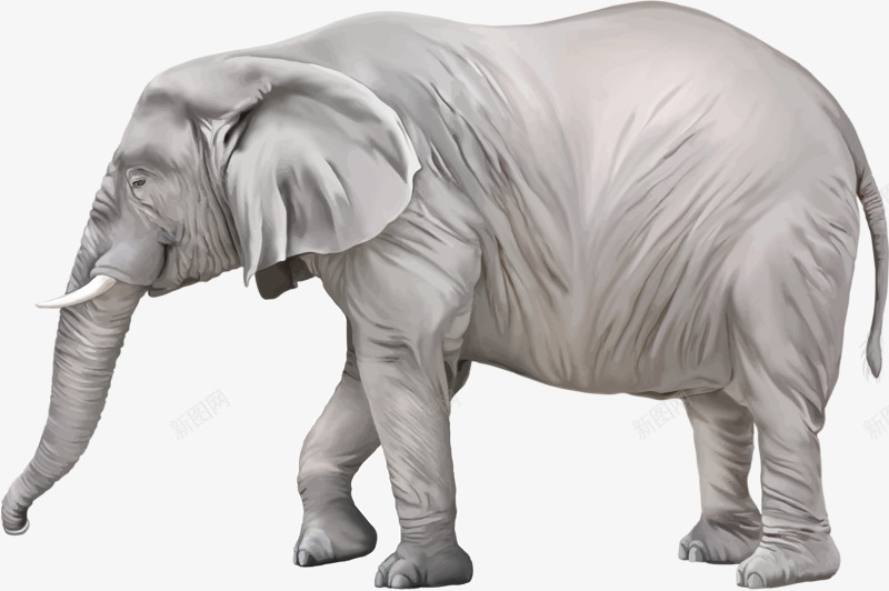 动物大象png免抠素材_新图网 https://ixintu.com 动物 哺乳类 大象 非洲