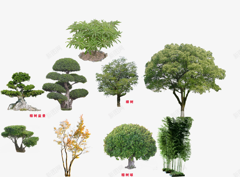 树png免抠素材_新图网 https://ixintu.com 3D贴图 3D贴纸 效果图绿化 效果图贴纸 树 树木 绿化