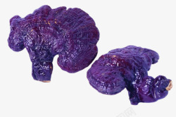 紫色野生灵芝素材