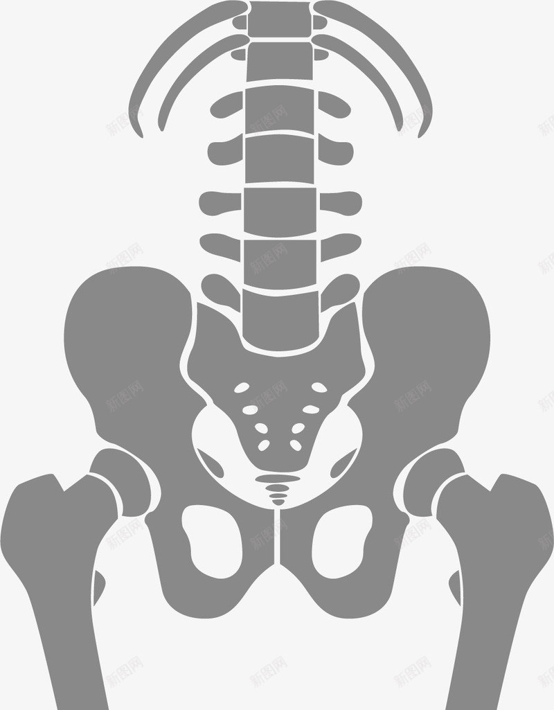 灰色医学骨骼特写png免抠素材_新图网 https://ixintu.com 人体 人类的骨头 人类骨骼 灰色 灰色骨骼 骨骼