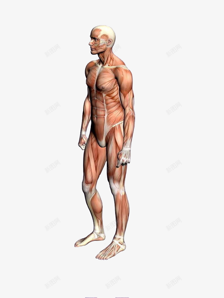 人体模型png免抠素材_新图网 https://ixintu.com 3D 人体 人体3D 建模 模型