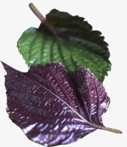 唇形叶柄紫色的叶子高清图片