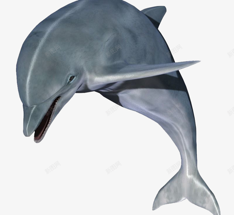 灰色的海豚png免抠素材_新图网 https://ixintu.com 海洋 海豚 灰色 生物