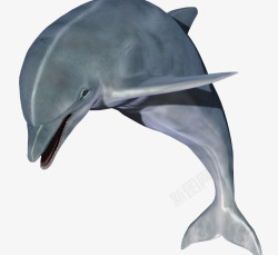 灰色的海豚素材