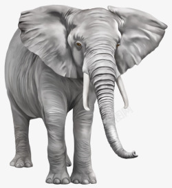 长鼻正在走路的大象高清图片