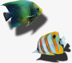 年年有鱼3D鱼鱼高清图片