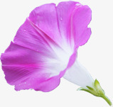 紫色新鲜喇叭花风景素材