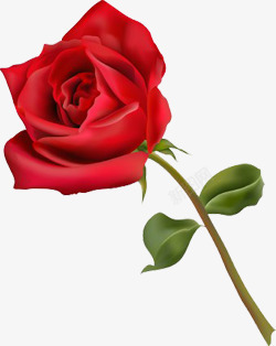 玫瑰花带枝一枝玫瑰高清图片