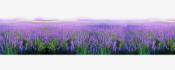 紫色薰衣草背景素材