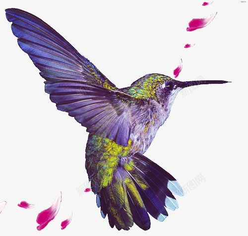 紫色小鸟图案png免抠素材_新图网 https://ixintu.com 小鸟 紫色 花瓣