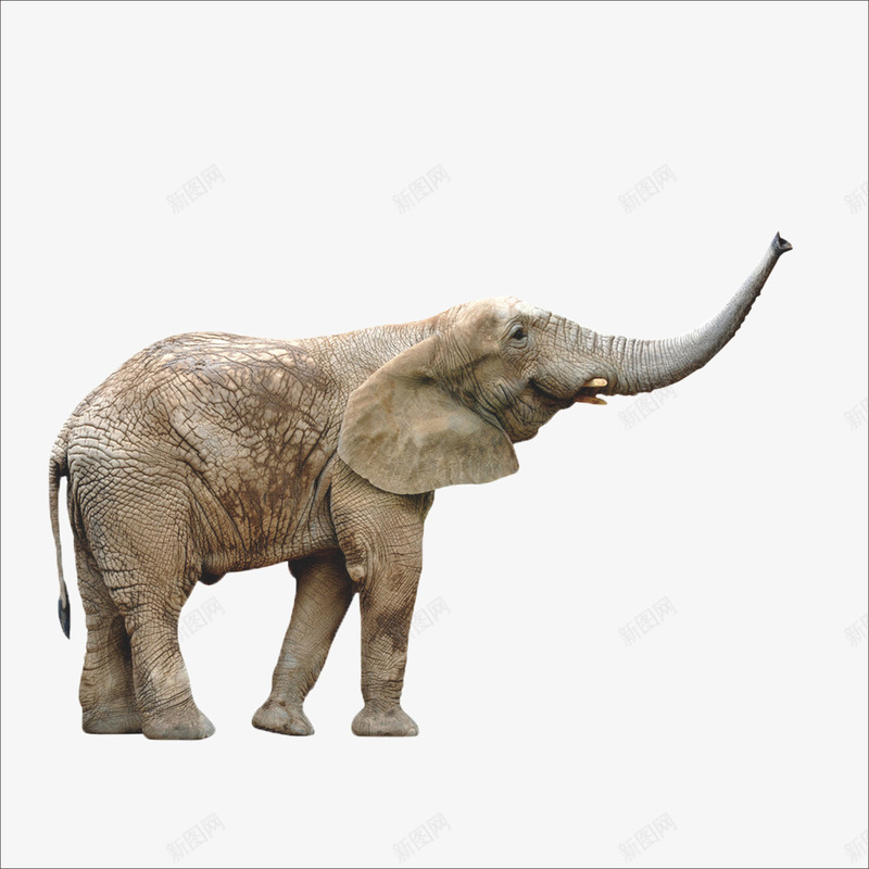 大象png免抠素材_新图网 https://ixintu.com 大象 大象图片 非洲大象