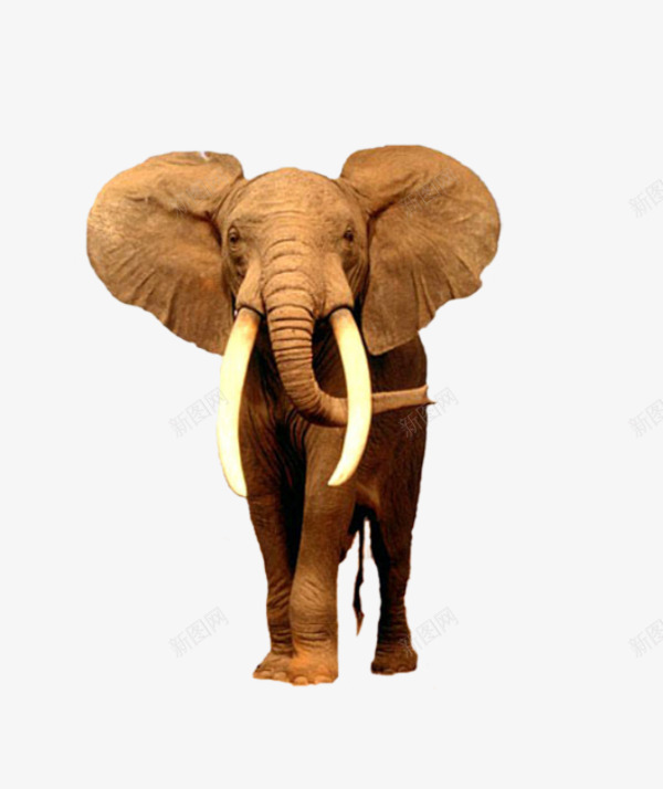 实拍大象png免抠素材_新图网 https://ixintu.com 动物 大象 实拍大象图案 长牙大耳动物