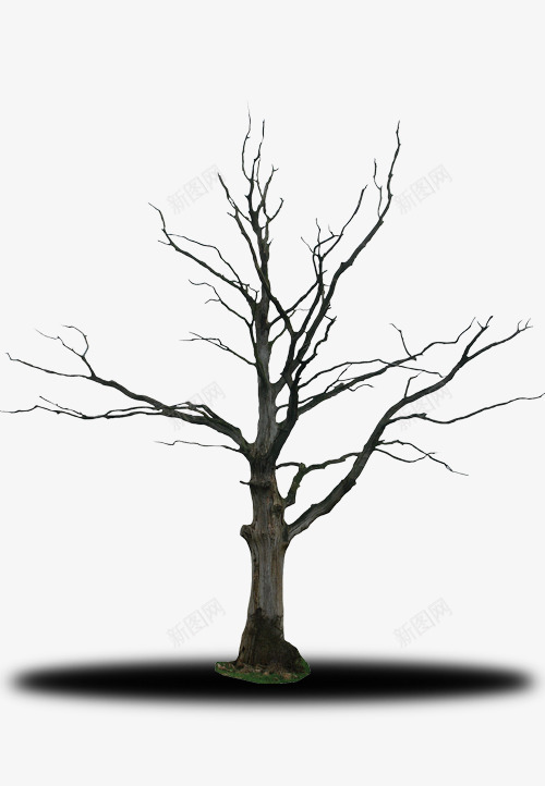 枯树png免抠素材_新图网 https://ixintu.com 万圣节素材 海报素材 灰色枯木