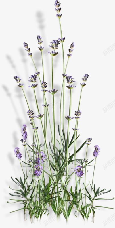 紫色花朵植物png免抠素材_新图网 https://ixintu.com 紫花 花卉 花草 草茎